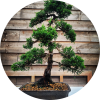 Kastanje bonsai - Fantasy Football EURO 2024